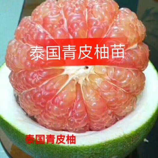 灵山县泰国青柚苗 