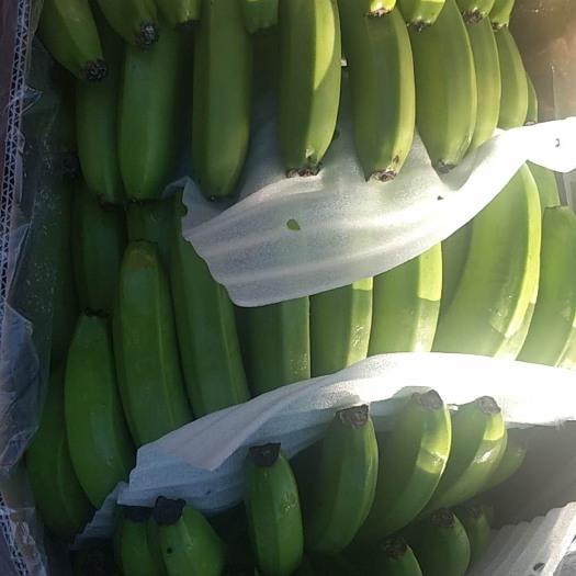 巴西香蕉 七成熟 