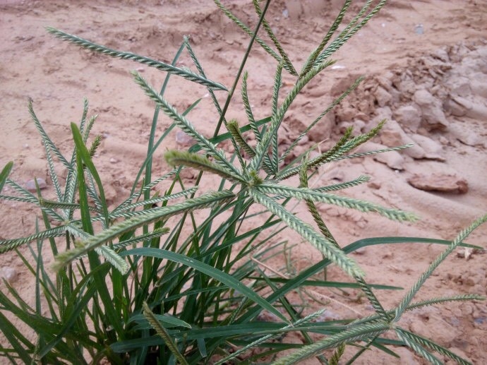 汕头牛筋草 湿 