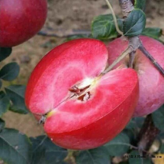 平邑县红肉苹果树苗 1~1.5米 