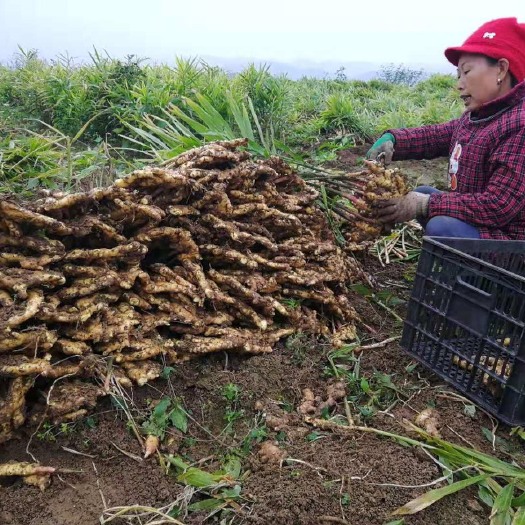 酉阳小黄姜 混装通货 带土 
