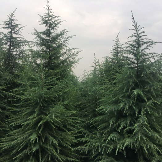 周至县乔木雪松 