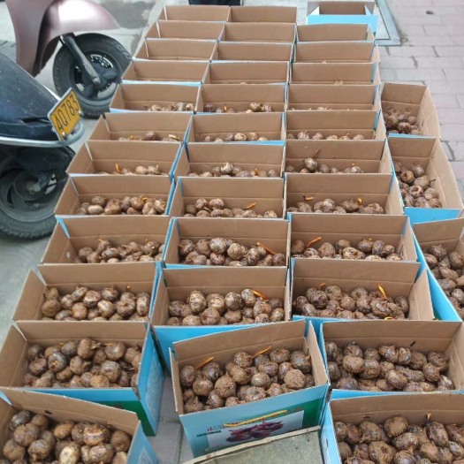 乳源县红梗马蹄 大号 