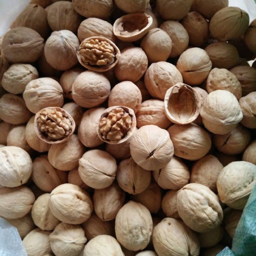 乐陵市新疆核桃 