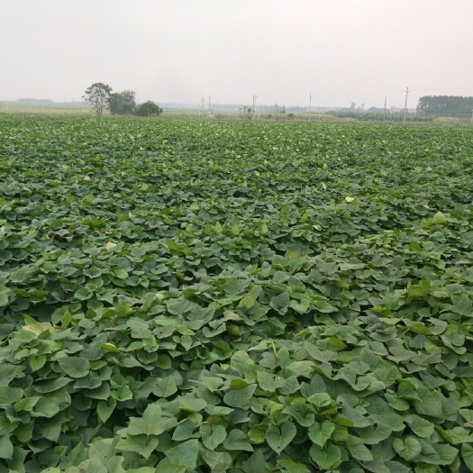 湛江西瓜红红薯苗 15~25cm 