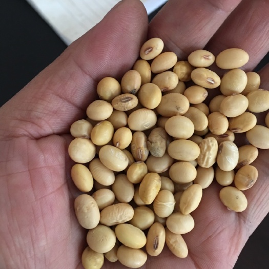 常德翠扇大豆 生大豆 1等品