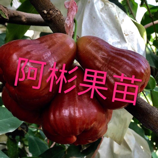 漳州黑糖芭比莲雾苗