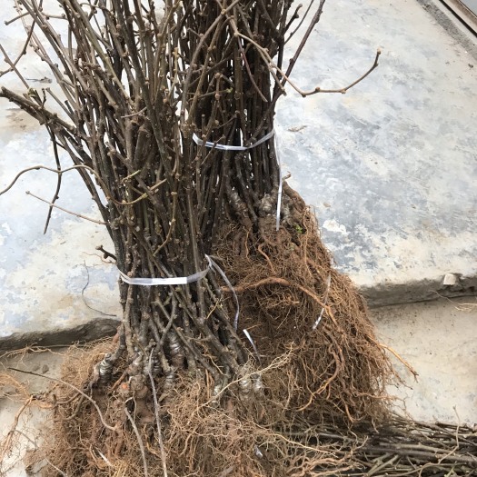 苍溪县苍溪红心猕猴桃苗 嫁接苗 
