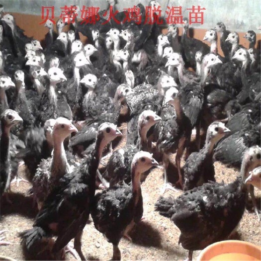 贵港贝蒂娜火鸡苗 