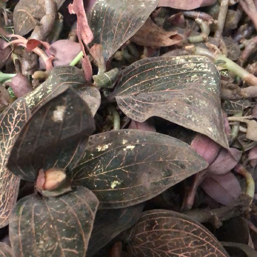 南宁金钱莲 