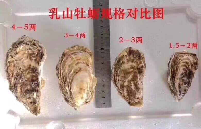 乳山市乳山牡蛎 3-4两/只 人工养殖