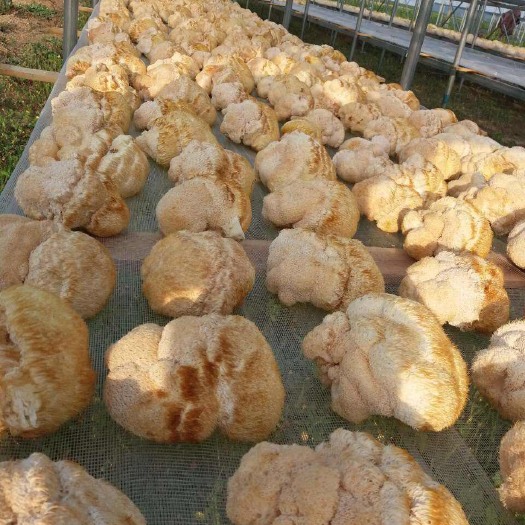 宁安市东北猴头蘑 干猴头菇 6cm以上 