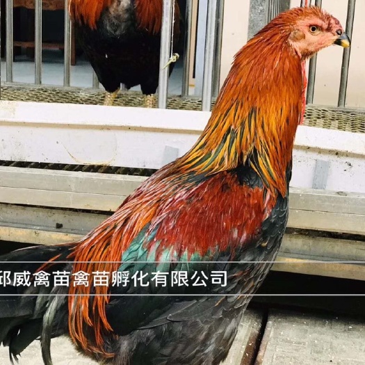南宁杂交斗鸡苗 第一代改良珍禽