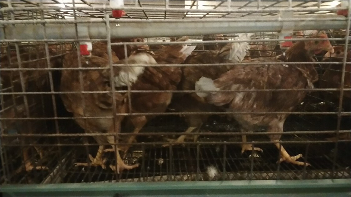 蛋鸡 2斤以下 母 