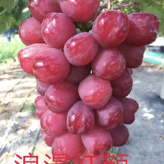 卢龙县浪漫红颜葡萄苗