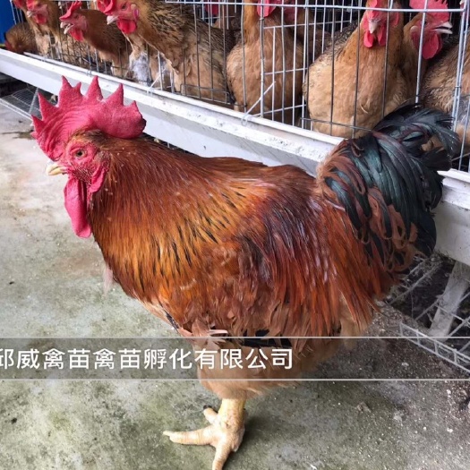 南宁K9麻黄鸡苗 热销产品