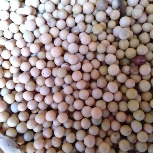 鄂伦春旗黄豆8157 生大豆 1等品 5000吨