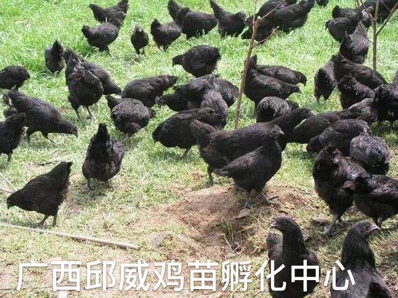 南宁绿壳鸡苗 统货