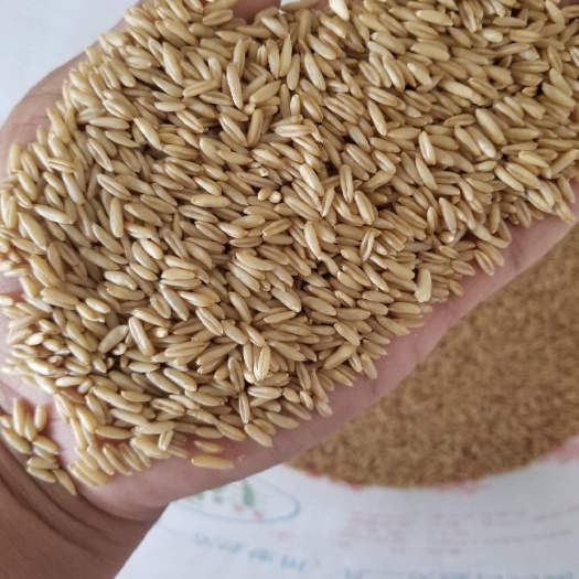 莜麦  精品，坝莜一号，早花2号