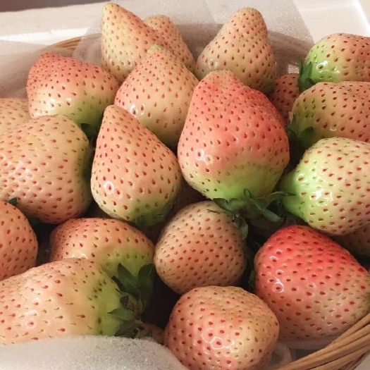 台州白雪草莓 30克以上 