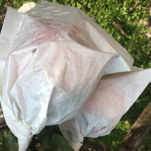 资阳不知火 7 - 7.5cm 4两以上 