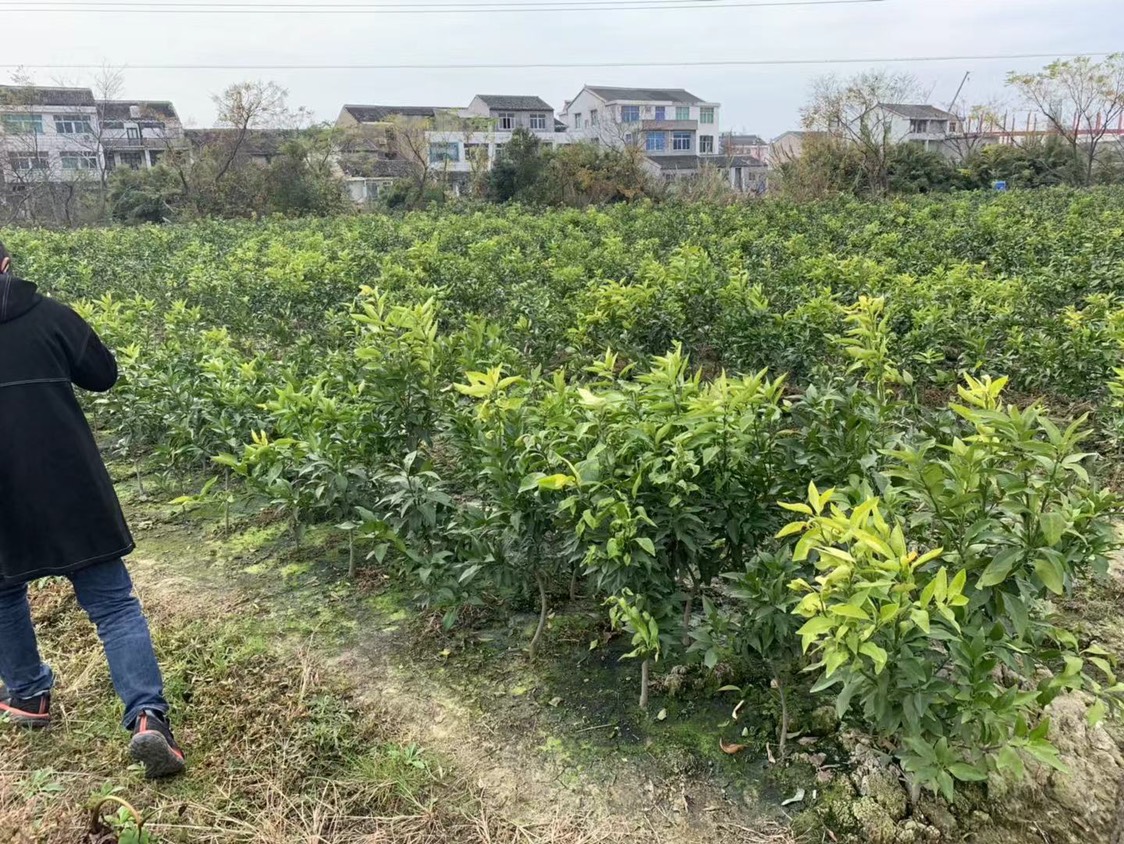红美人柑桔苗 嫁接苗 0.5~1米