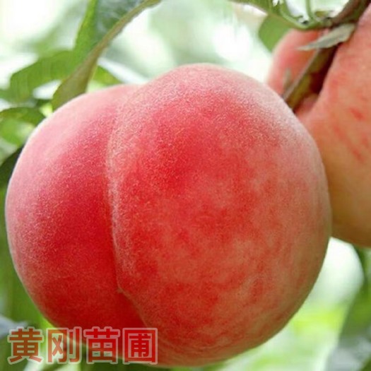 当阳市红不软桃苗  红不软桃个大口感好