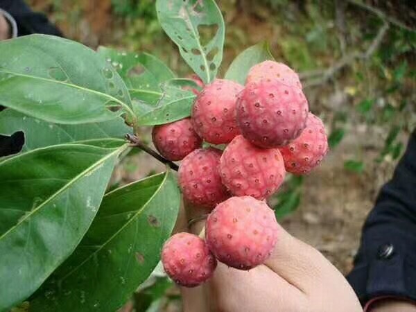 荔枝苗野荔枝苗四照花果苗