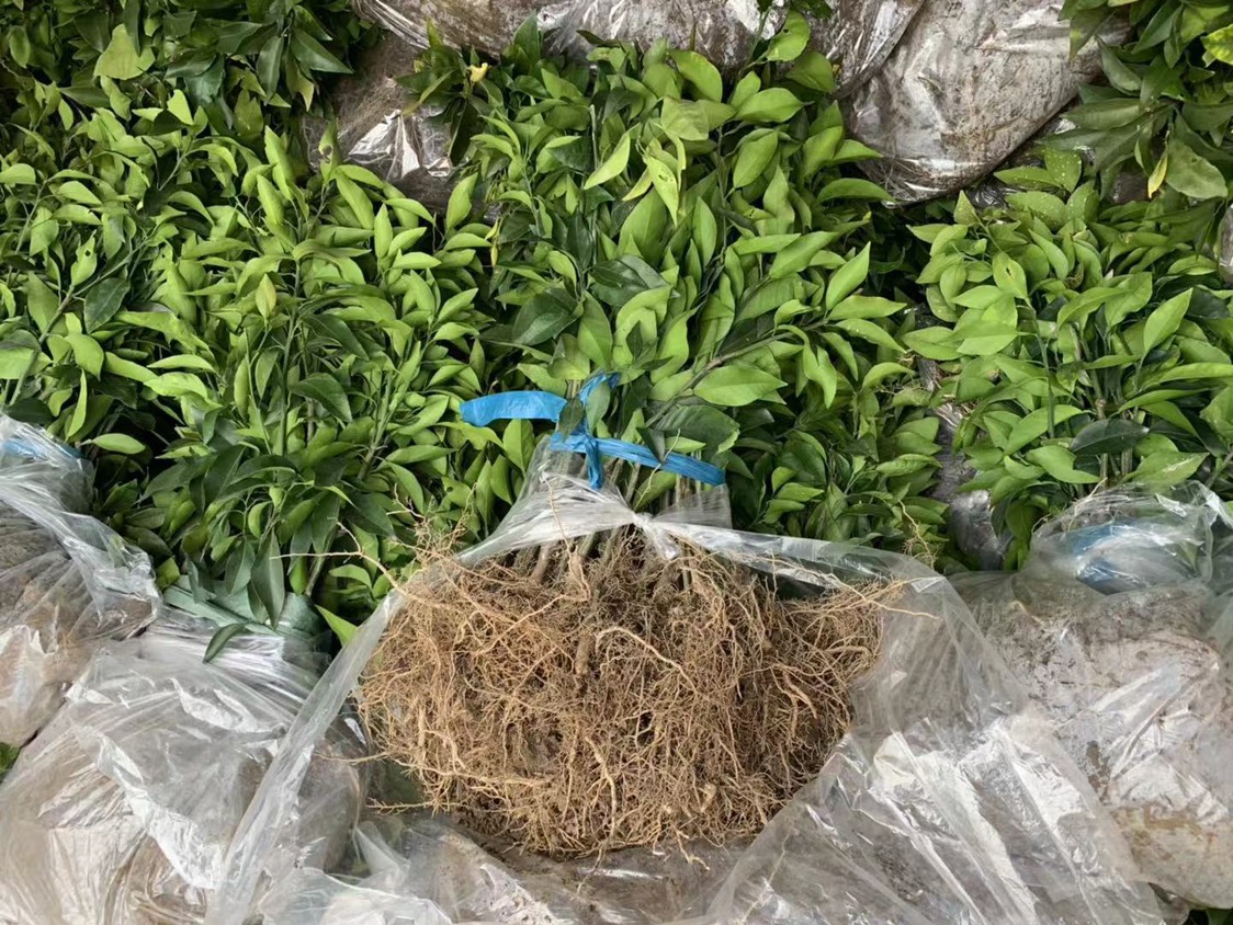 红美人柑桔苗 嫁接苗 0.5~1米