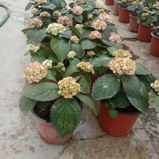 大八仙花 