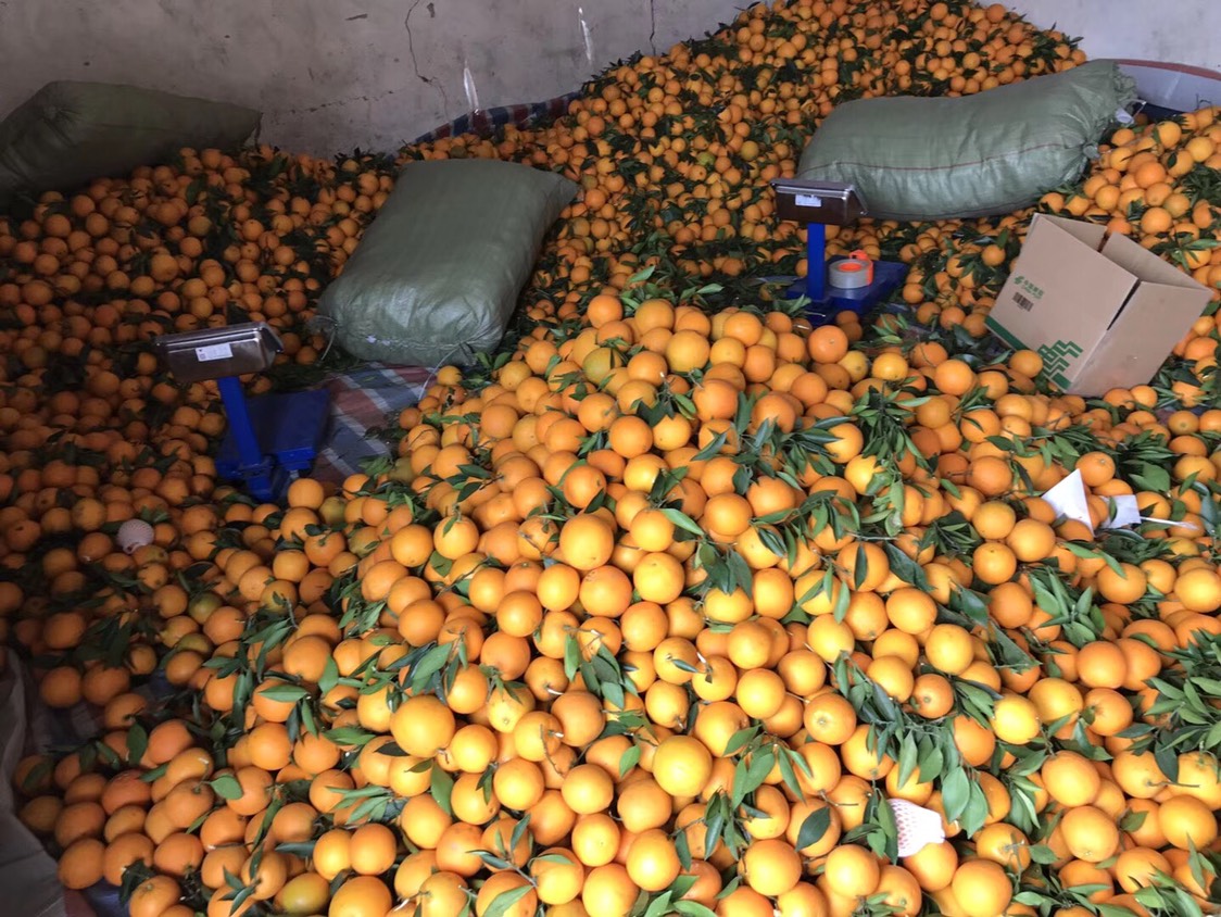 金堂脐橙好吃吗(金堂脐橙批发地址)