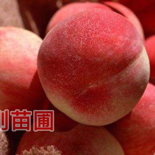 当阳市秋彤桃树苗 秋彤桃 品种纯正，苗圃支持实地考察