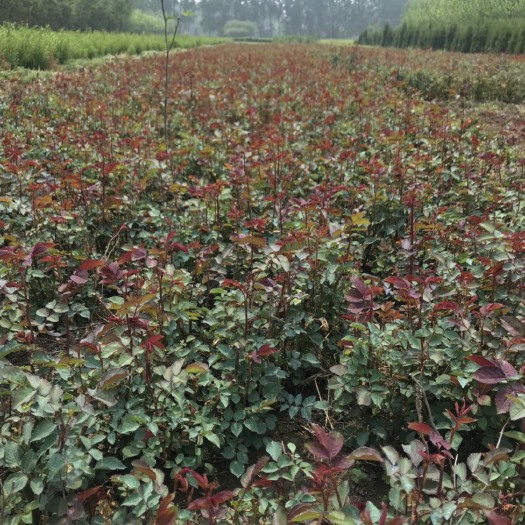 沭阳县红帽月季 