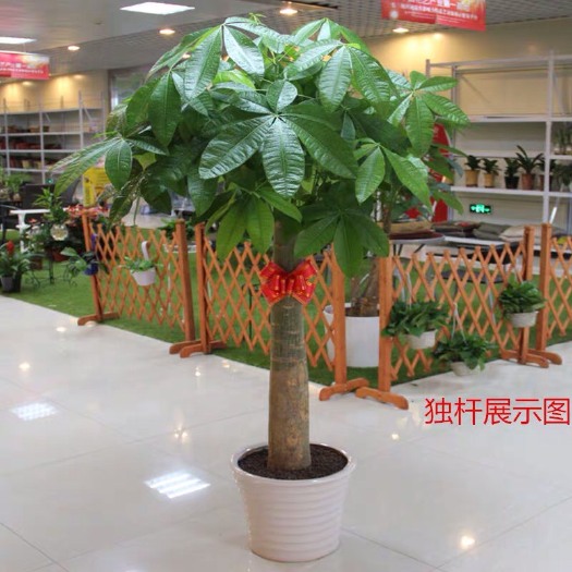 沭阳县独杆发财树 