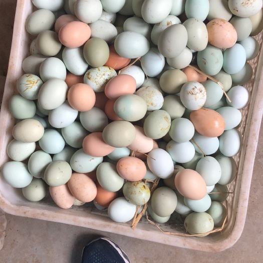 大连土鸡蛋 食用 箱装 