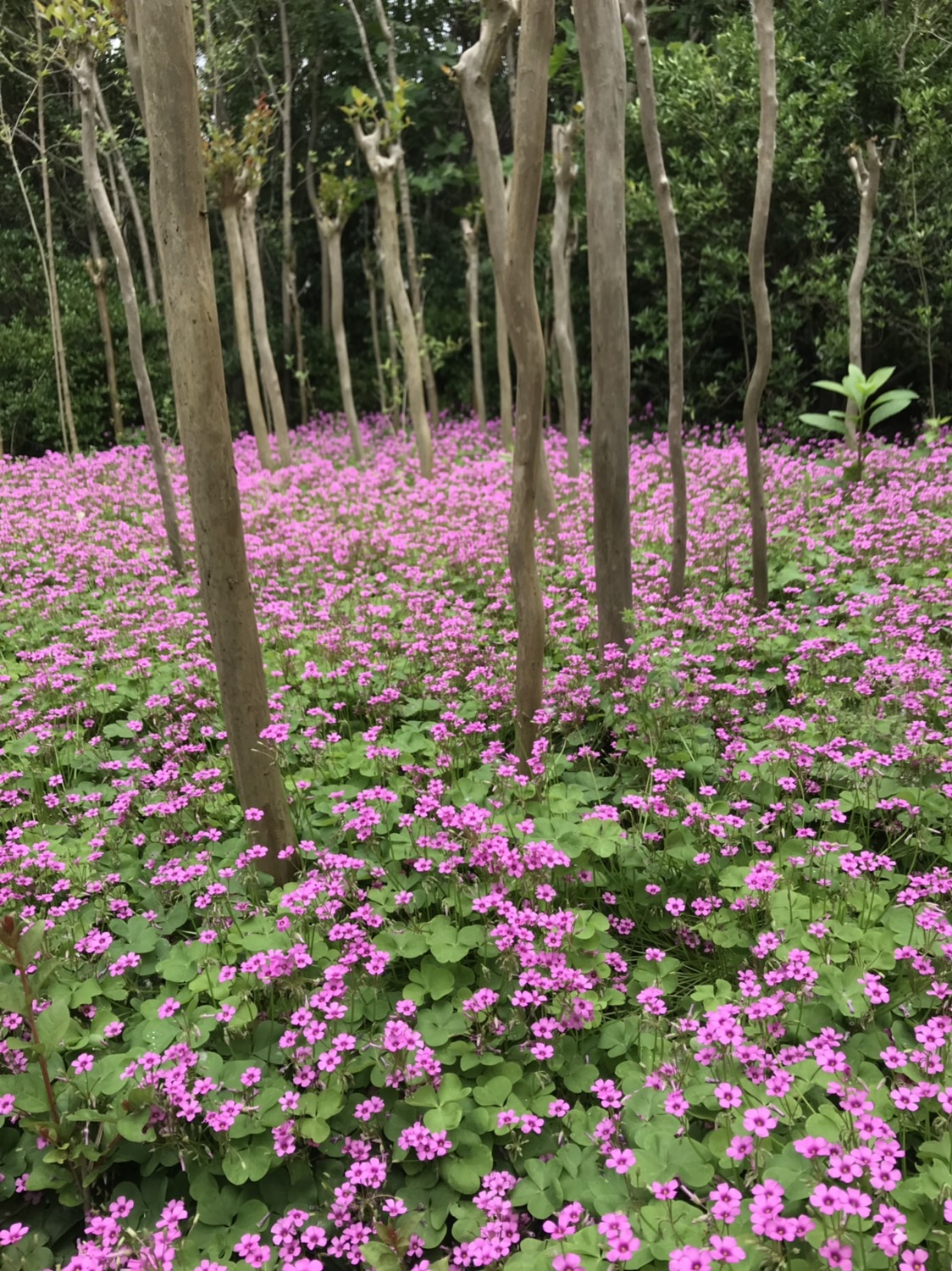 金娃娃萱草 葱兰 红花草基地直销