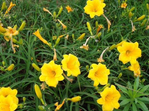 沭阳县金娃娃萱草 葱兰 红花草基地直销
