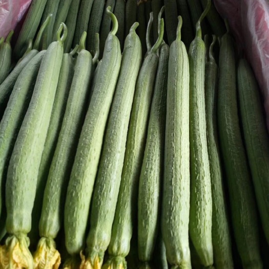 兰陵县鲜花丝瓜 30~50cm 