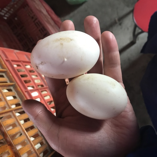 诸暨市土鸭蛋 食用 散装 