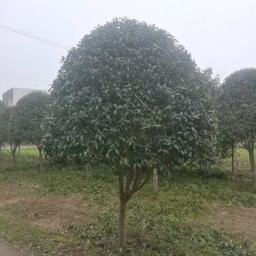 浏阳市八月桂 