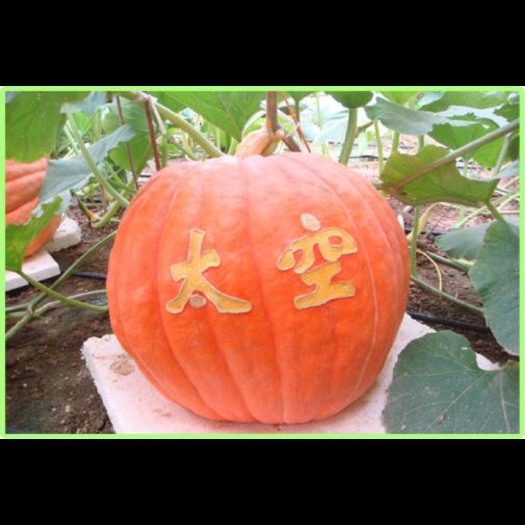 湘潭县巨型南瓜种子 99.9% 