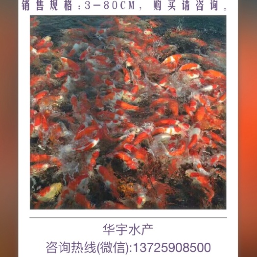 台山市锦鲤鱼苗 