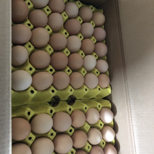 上海虫子鸡蛋 食用 箱装保供单位20箱起，上海全城可配送到家