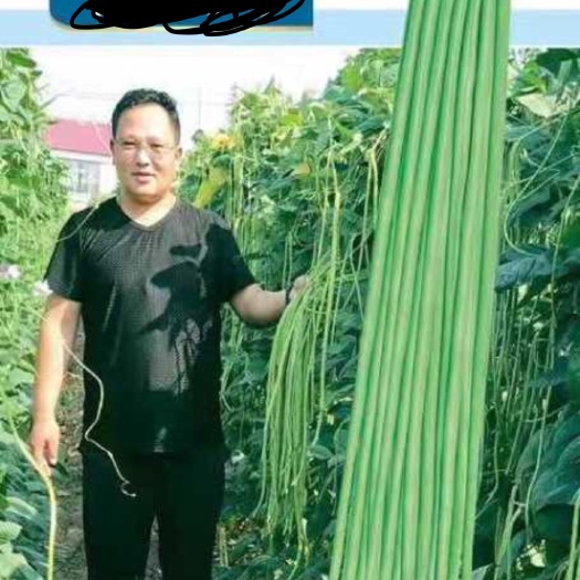 湘潭县长青豆角种子 ≥99% 