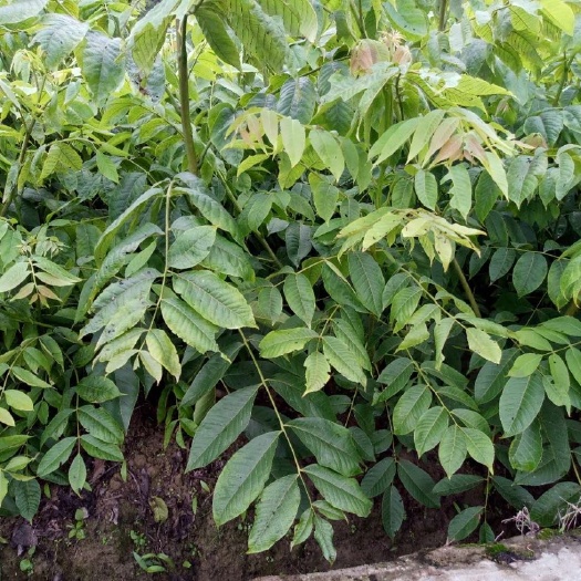 景东县麻核桃树苗 
