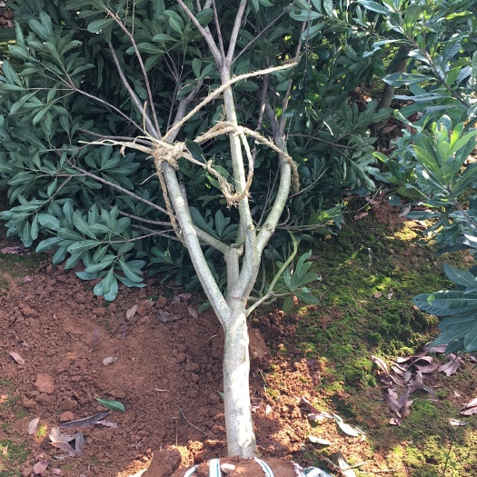 都昌县东魁杨梅树苗 