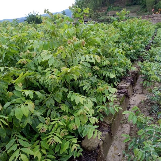 景东县鲁甸大麻核桃苗