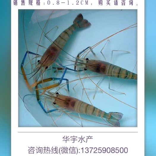 台山市罗氏沼虾苗 
