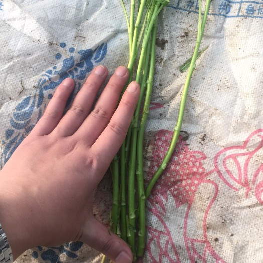 泗阳县青藜蒿 20~25cm 