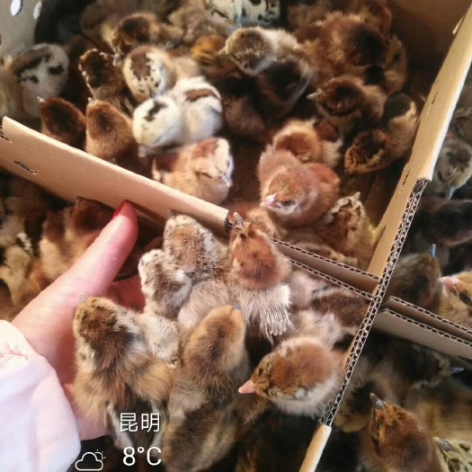 昆明红瑶鸡苗 麻羽土乌鸡